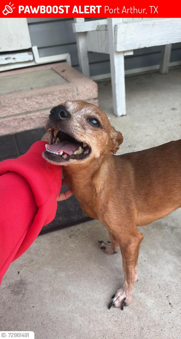 Lost Male Dog last seen 12th street, port Arthur , Port Arthur, TX 77640