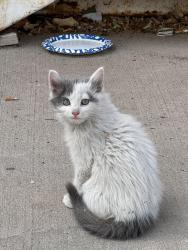 Lost Unknown Cat last seen Golf course and 19th st SE, Rio Rancho, NM 87124