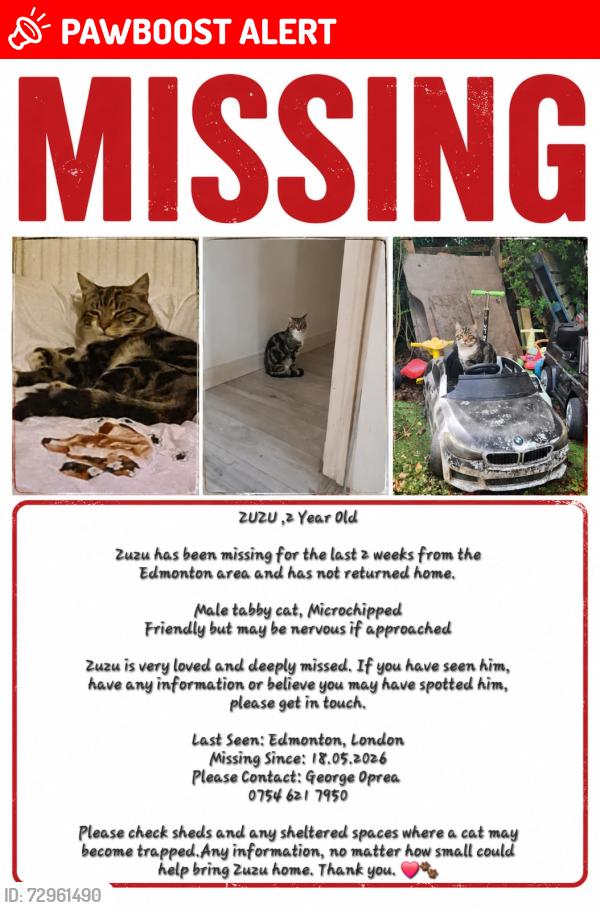 Lost Male Cat last seen Haselbury Road, Greater London, England N9 9TL
