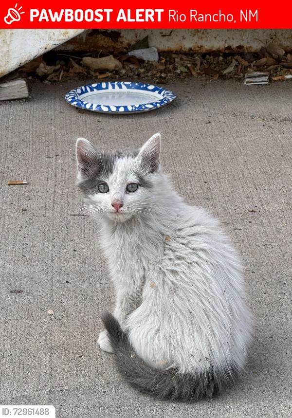 Lost Unknown Cat last seen Golf course and 19th st SE, Rio Rancho, NM 87124