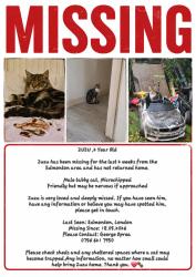 Lost Male Cat last seen Haselbury Road , Greater London, England N9 9TL