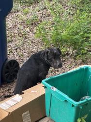 Shelter Stray Male Dog last seen POWERLINE RD/ BLANTON RD, Land O' Lakes, FL 34638