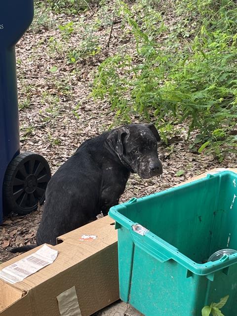 Shelter Stray Male Dog last seen POWERLINE RD/ BLANTON RD, Land O' Lakes, FL 34638