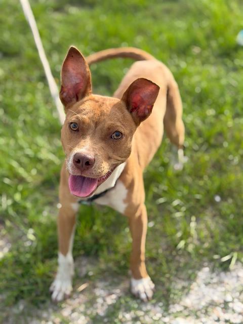 Shelter Stray Female Dog last seen OLD TRILBY RD, Land O' Lakes, FL 34638