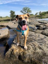 Shelter Stray Female Dog last seen 120TH & WASHINGTON, Brighton, CO 80601