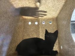 Shelter Stray Unknown Cat last seen COTTONWOOD CT, Chapel Hill, NC 27510