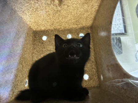 Shelter Stray Unknown Cat last seen COTTONWOOD CT, Chapel Hill, NC 27510