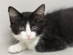 Shelter Stray Male Cat last seen Near BLOCK MARCO POLO RD, Phoenix, AZ 85008