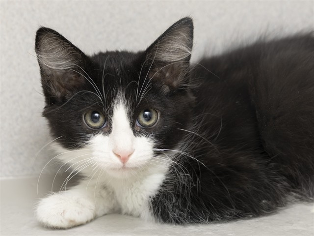 Shelter Stray Male Cat last seen Near BLOCK MARCO POLO RD, Phoenix, AZ 85008