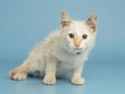 Shelter Stray Male Cat last seen Near BLOCK N REVERE, Phoenix, AZ 85008