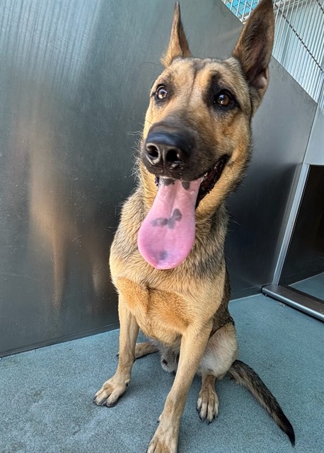 Shelter Stray Male Dog last seen , Irwindale, CA 91706