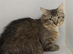 Shelter Stray Male Cat last seen Near BLOCK N 11TH AVE, Phoenix, AZ 85008
