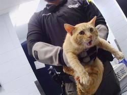 Shelter Stray Male Cat last seen CHARLOTTE, Charlotte, NC 28217