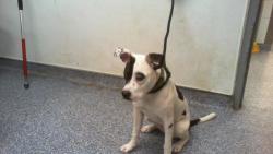 Shelter Stray Female Dog last seen CHARLOTTE, Charlotte, NC 28217