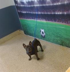 Shelter Stray Male Dog last seen Near BLOCK NW 132 ST, Doral, FL 33122