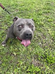 Shelter Stray Male Dog last seen Near BLOCK SW 217TH ST, Doral, FL 33122