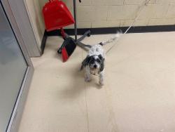 Shelter Stray Female Dog last seen Near BLOCK W VILLARD, Milwaukee, WI 53215