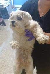 Shelter Stray Male Dog last seen LAS, Doral, FL 33122