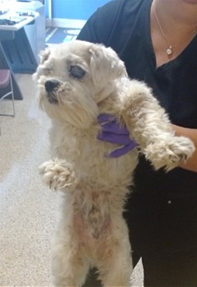 Shelter Stray Male Dog last seen LAS, Doral, FL 33122