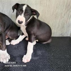 Shelter Stray Female Dog last seen Near BLOCK MORNING VALLEY, San Antonio, TX 78227