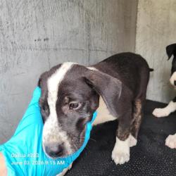 Shelter Stray Male Dog last seen Near BLOCK MORNING VALLEY, San Antonio, TX 78227