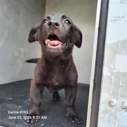 Shelter Stray Female Dog last seen Near BLOCK W ANSLEY, San Antonio, TX 78227
