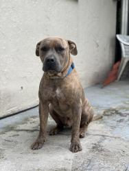 Lost Male Dog last seen NW 67 Ave and NW 201 St, Country Club, FL 33015