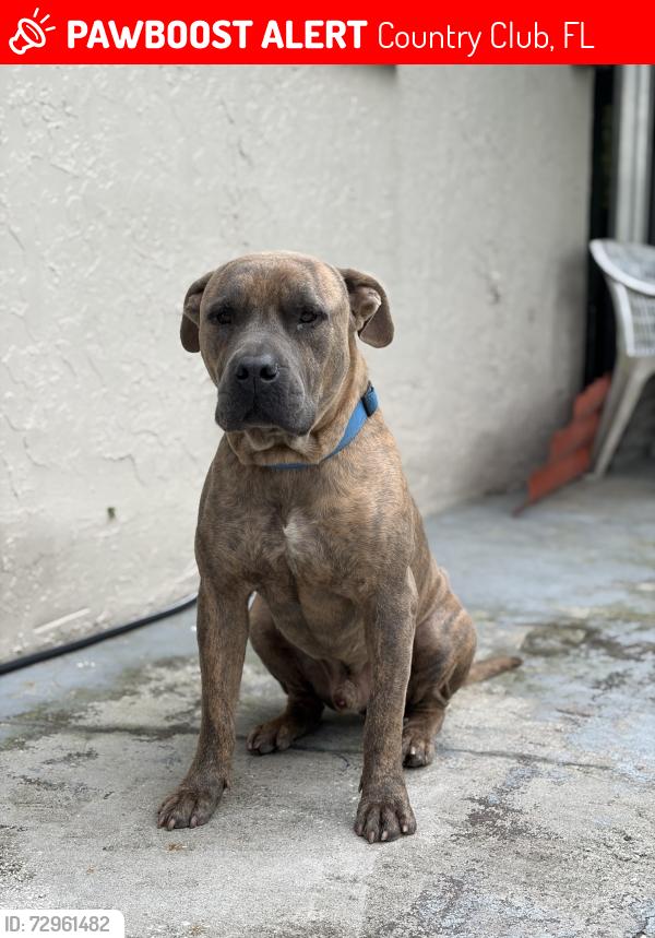Lost Male Dog last seen NW 67 Ave and NW 201 St, Country Club, FL 33015