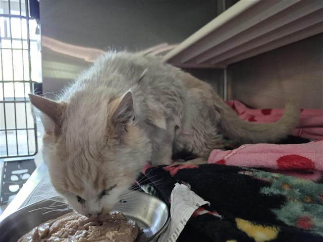 Shelter Stray Male Cat last seen SILVERBEND LN / SILVERGATE LN, Elk Grove, CA 95624