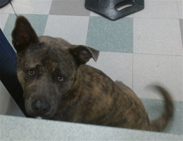 Shelter Stray Male Dog last seen Near BLOCK OF KROWSE, Oklahoma City, OK 73129