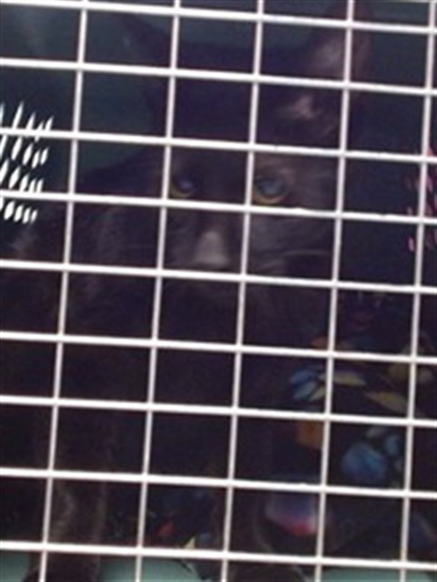 Shelter Stray Unknown Cat last seen Near BLOCK S YOUNGS BLVD, Oklahoma City, OK 73129