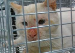 Shelter Stray Unknown Cat last seen , Oklahoma City, OK 73129