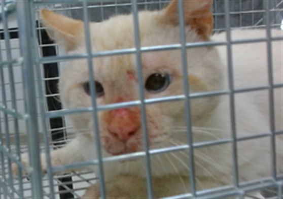 Shelter Stray Unknown Cat last seen , Oklahoma City, OK 73129