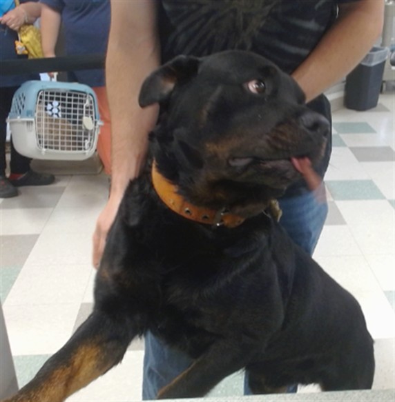 Shelter Stray Male Dog last seen Near BLOCK NW 5, Oklahoma City, OK 73129
