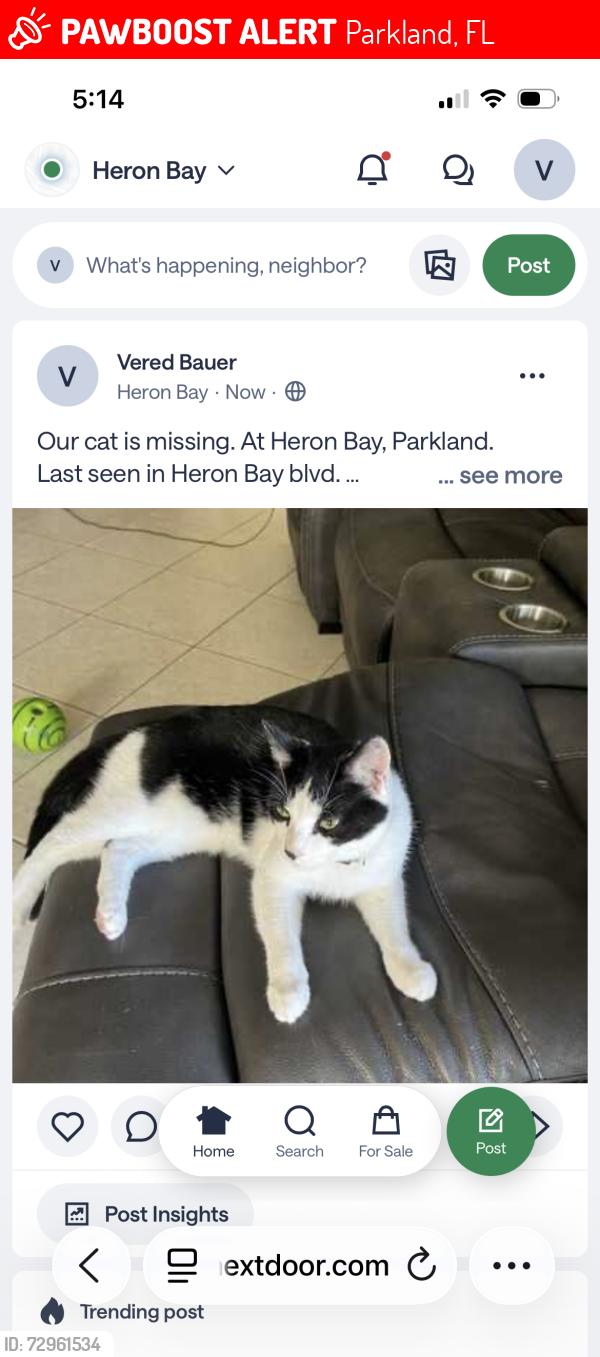 Lost Male Cat last seen Haron Bay, Parkland, FL 33076