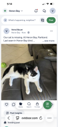 Lost Male Cat last seen Haron Bay , Parkland, FL 33076