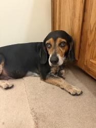 Found/Stray Male Dog last seen Clay and Brittmore, Houston, TX 77043