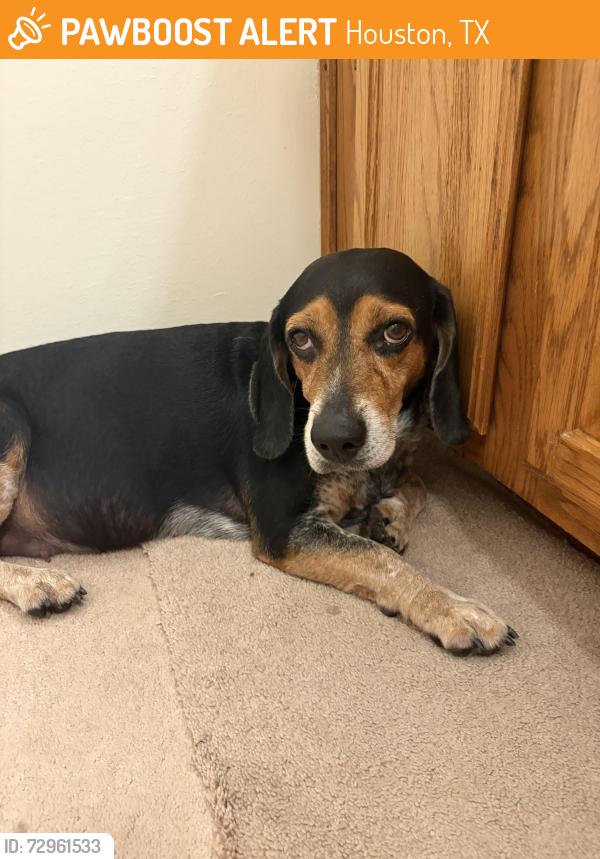 Found/Stray Male Dog last seen Clay and Brittmore, Houston, TX 77043