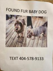 Found/Stray Male Dog last seen Hwy 212, Rockdale County, GA 30094