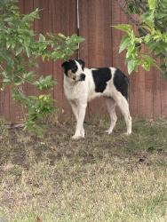 Found/Stray Unknown Dog last seen S may and s 89th , Oklahoma City, OK 73159