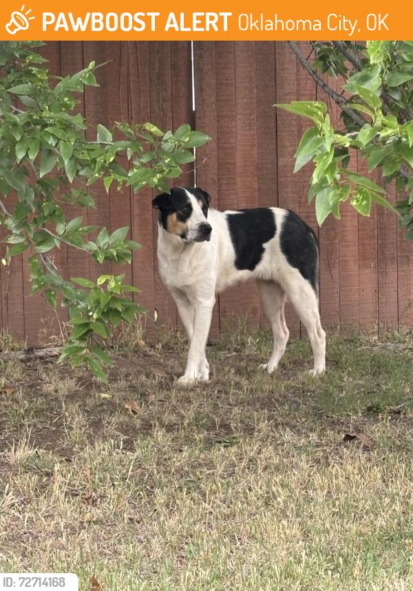 Found/Stray Unknown Dog last seen S may and s 89th, Oklahoma City, OK 73159