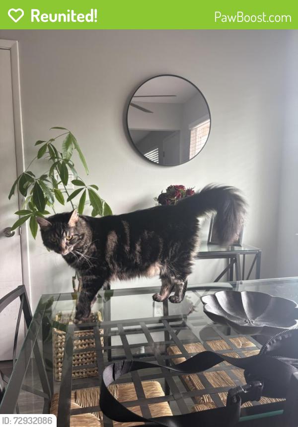 Reunited Male Cat last seen campbell ave and Bucknall rd, Campbell, CA 95008