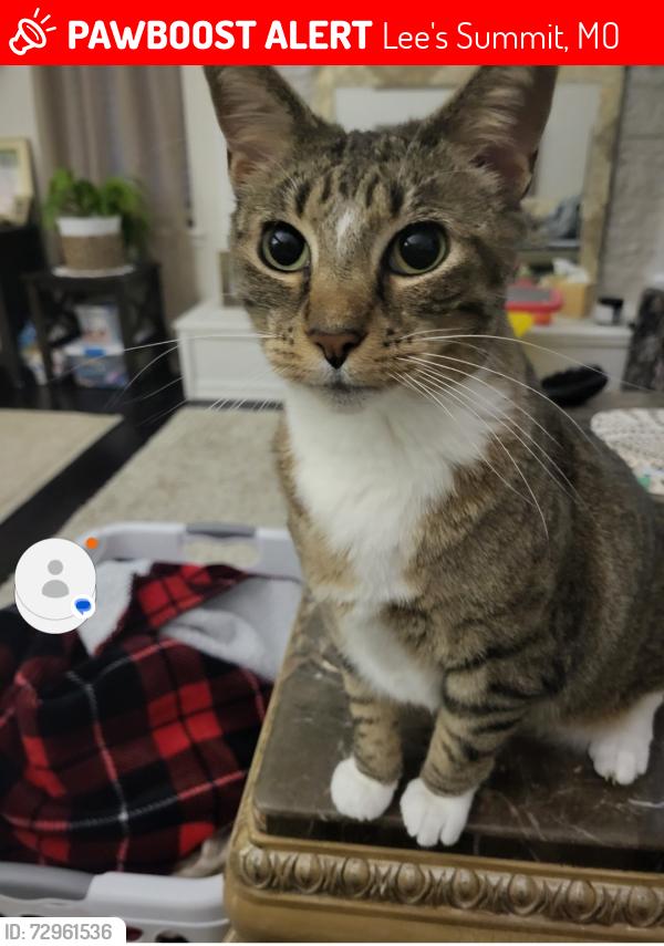 Lost Female Cat last seen Off of NE Lakewood Way in NE Lee's Summit , Lee's Summit, MO 64064