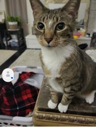 Lost Female Cat last seen Off of NE Lakewood Way in NE Lee's Summit , Lee's Summit, MO 64064