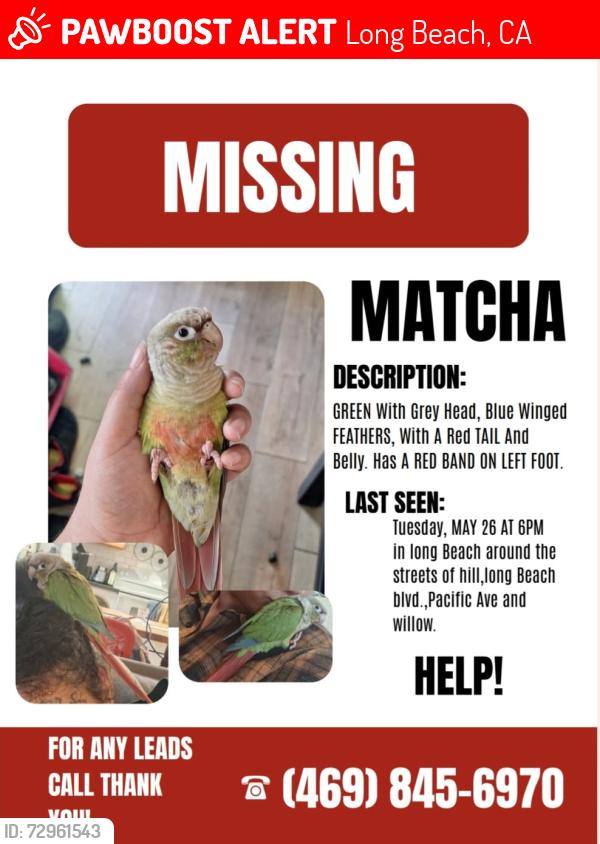 Lost Female Bird last seen Long beach blvd,hill st,pacific,and willow, Long Beach, CA 90806