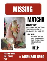 Lost Female Bird last seen Long beach blvd,hill st,pacific,and willow, Long Beach, CA 90806