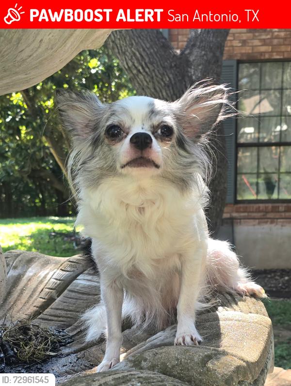 Lost Female Dog last seen West Mulberry Ave and N. Calaveras, San Antonio, TX 78201