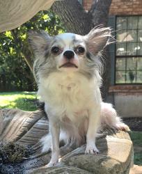Lost Female Dog last seen West Mulberry Ave and N. Calaveras, San Antonio, TX 78201