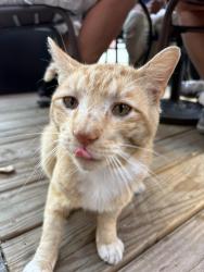 Found/Stray Male Cat last seen sweet fire donna's, Alexandria, VA 22314