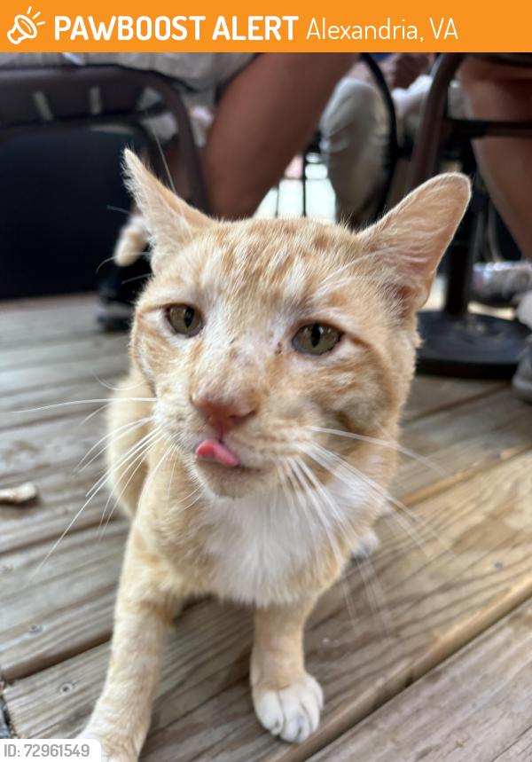 Found/Stray Male Cat last seen sweet fire donna's, Alexandria, VA 22314